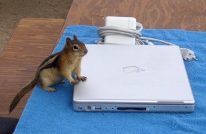 chipmunk checking email