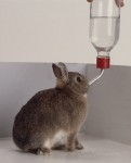Wat je van een drinkfles van een konijn kunt leren