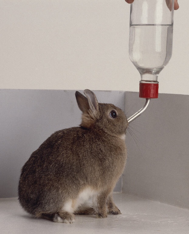 onpeilbaar Gastheer van Reflectie Wat je van een drinkfles van een konijn kunt leren - Think Productive  West-Europa